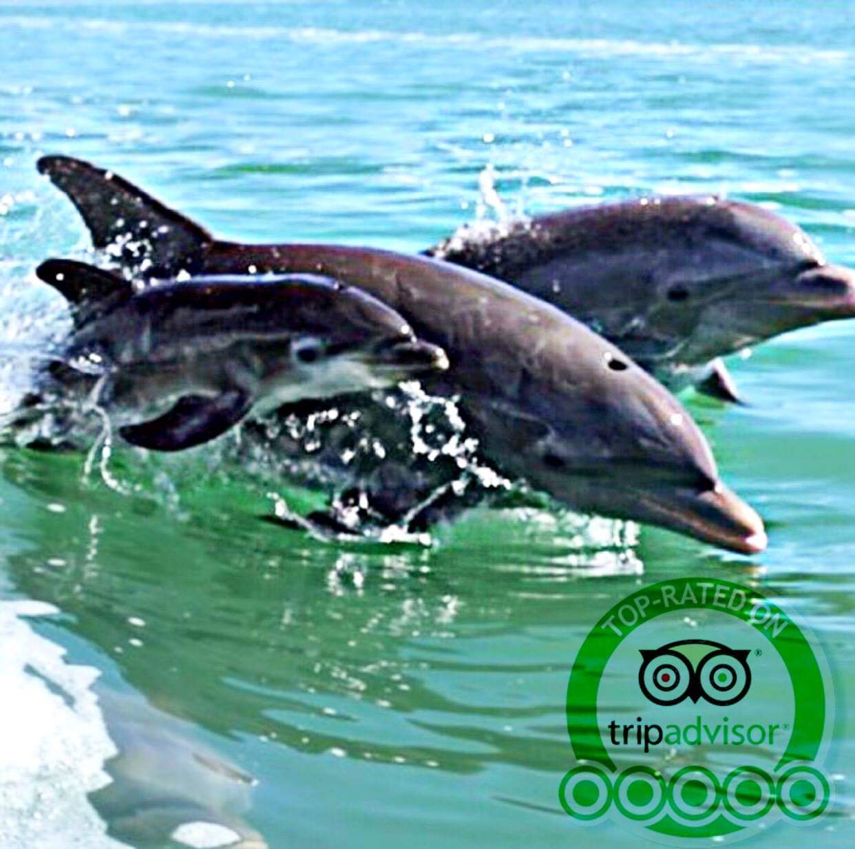 Anna Maria Island-Charters  941.773.1939  **AMI-Anna Maria Ville-Charters **  and     Anna Maria Ville Charters